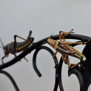 Lubber-Garsshopper-Locust-300x300 Lubber-Garsshopper-Locust