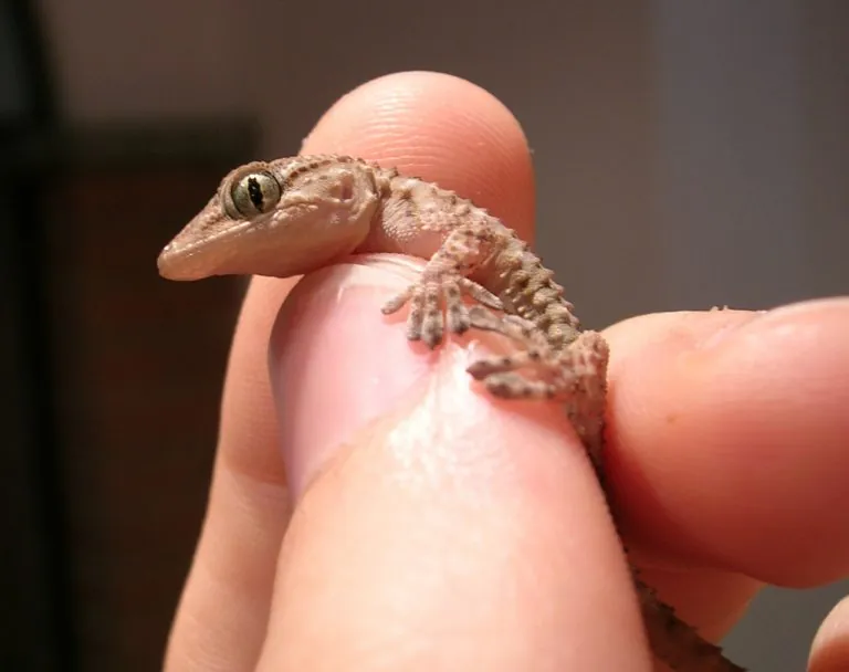 captive-gecko-1393608-1279x1013-1-768x608 captive-gecko