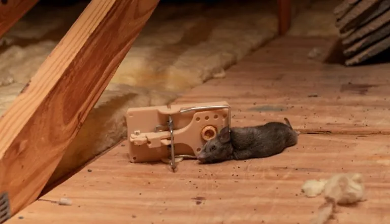 dead-rodent-caught-in-snap-trap-1200x691-1-768x442 dead-rodent-caught-in-snap-trap