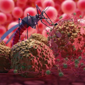 A mosquito can transmit viruses into the bloodstream.