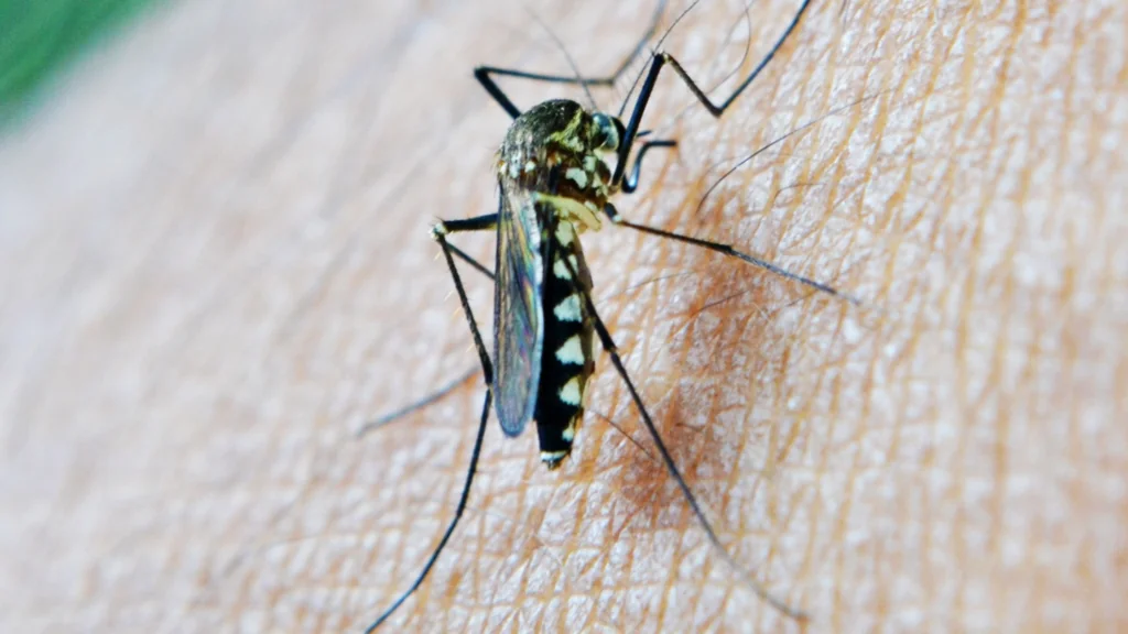 Don't let mosquitoes bite. Protect your Business from Mosquitoes with Turner Pest Control.
