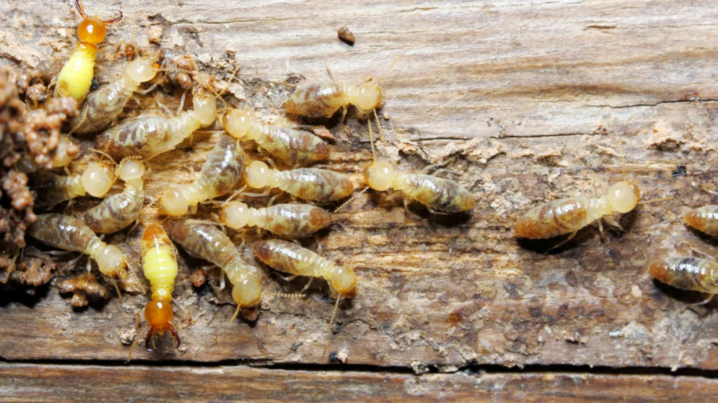 A group of termites eating through wood in a home. 
