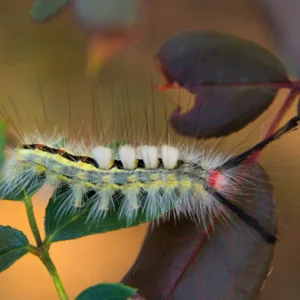Tussock Moths come in a variety of colors, but the ones that are native to Florida are easy to identify.