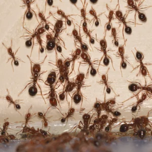 Fire ants can quickly take over outdoor spaces if they're not managed. 