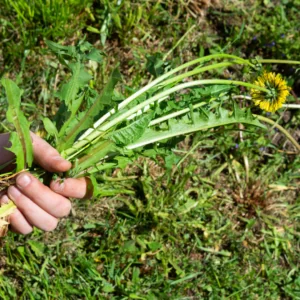 Managing weeds is an important step in keeping your business' landscape healthy and pest-free.
