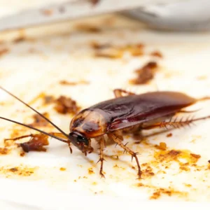 Cockroaches can trigger additional springtime allergens.