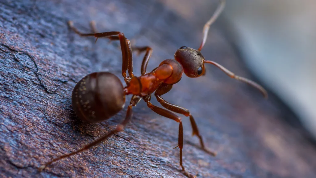 Fire ants can pose a liability for your commercial space.