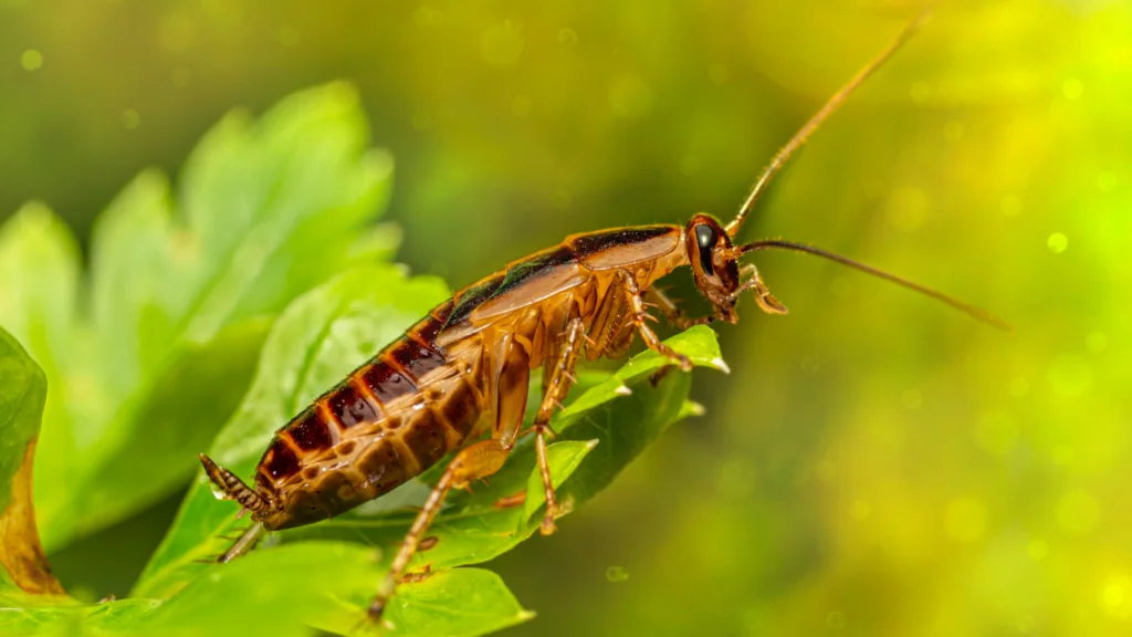 Cockroaches can trigger allergies and asthma.
