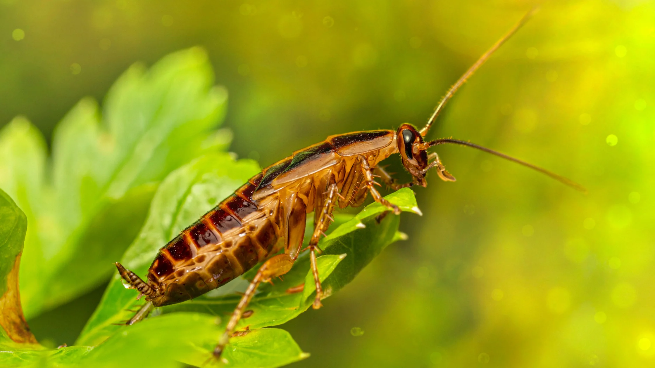 Cockroaches can trigger allergies and asthma.