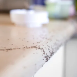 Ants in Florida Kitchen