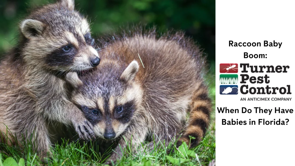 Raccoon baby Season