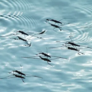 Moxquitos in standing water