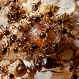 Ants in Florida Home in Summer