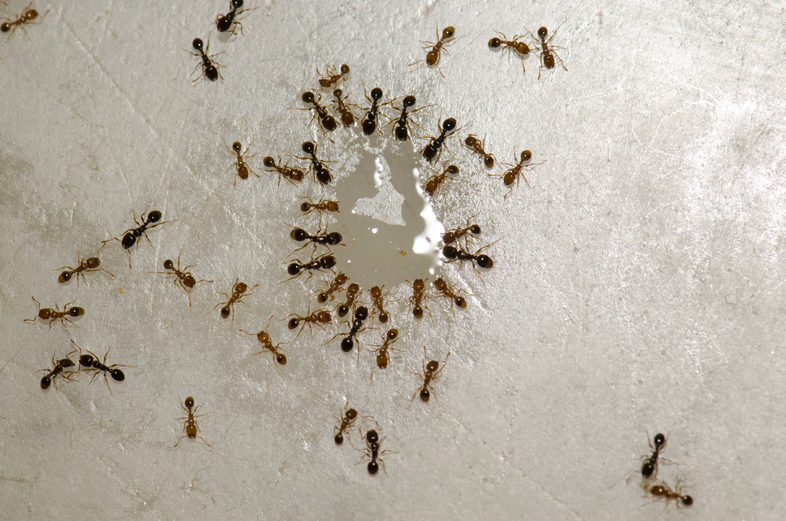 Ants in an Office Setting