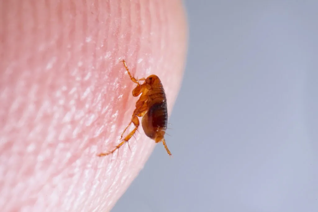 Up close image of a flea on a human finger
