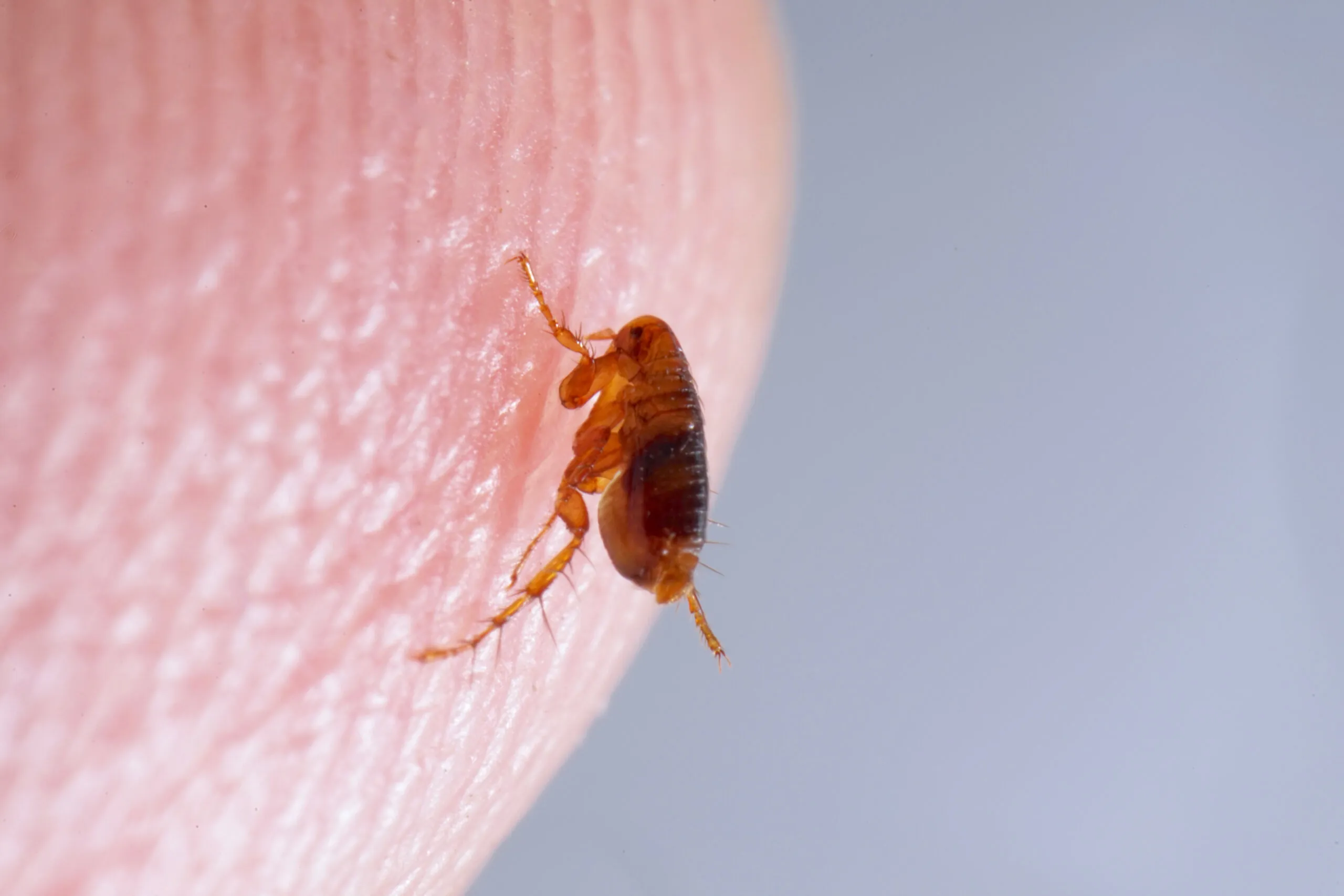 Up close image of a flea on a human finger