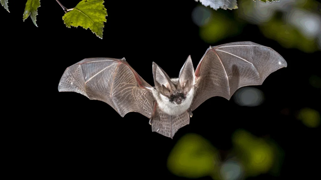 Bat exlusion for commerical properties
