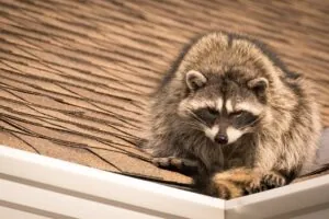 wildlife-removal-in-port-st-lucie-is-essential-after-severe-weather