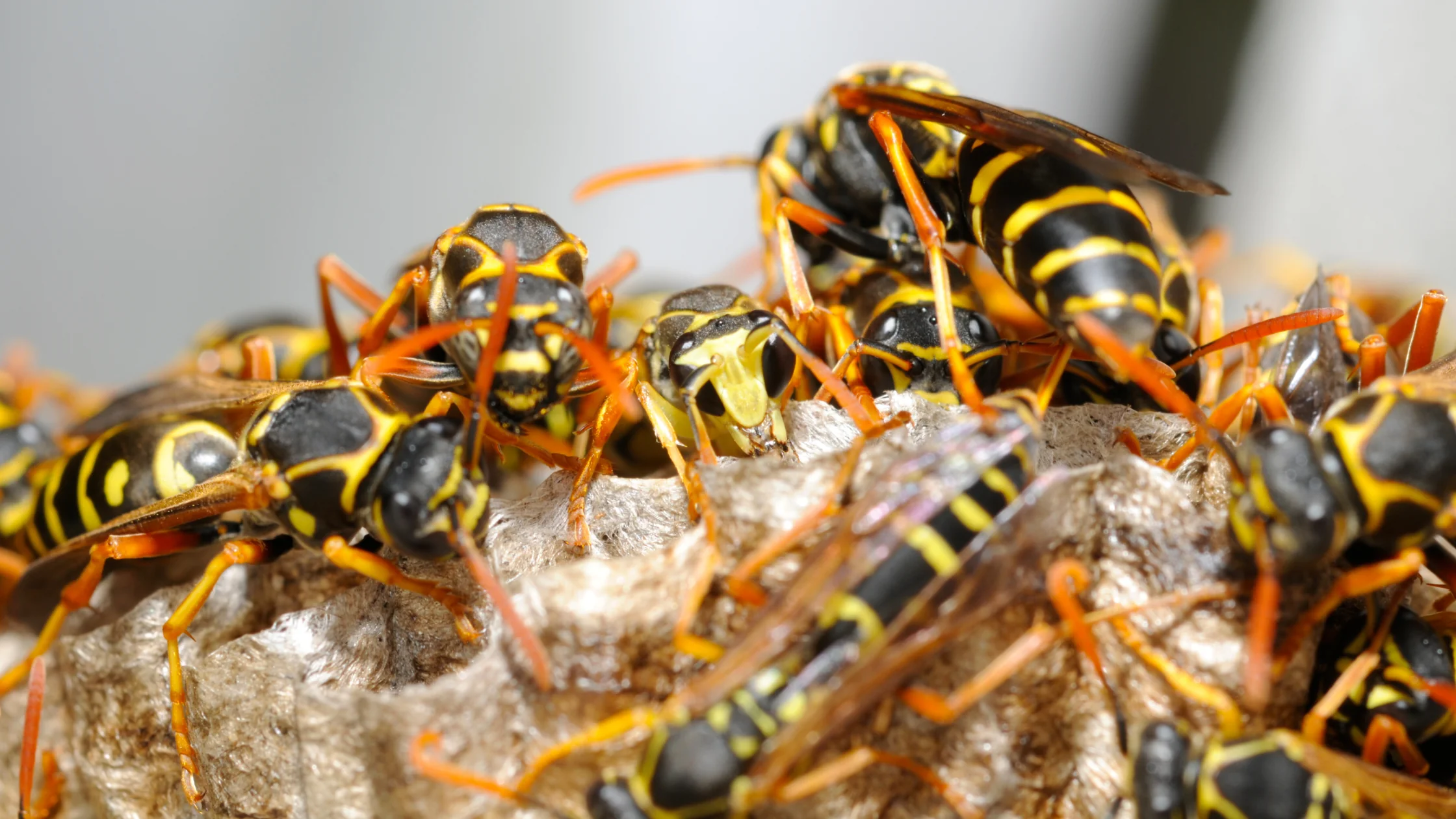 close-up images of wasps
