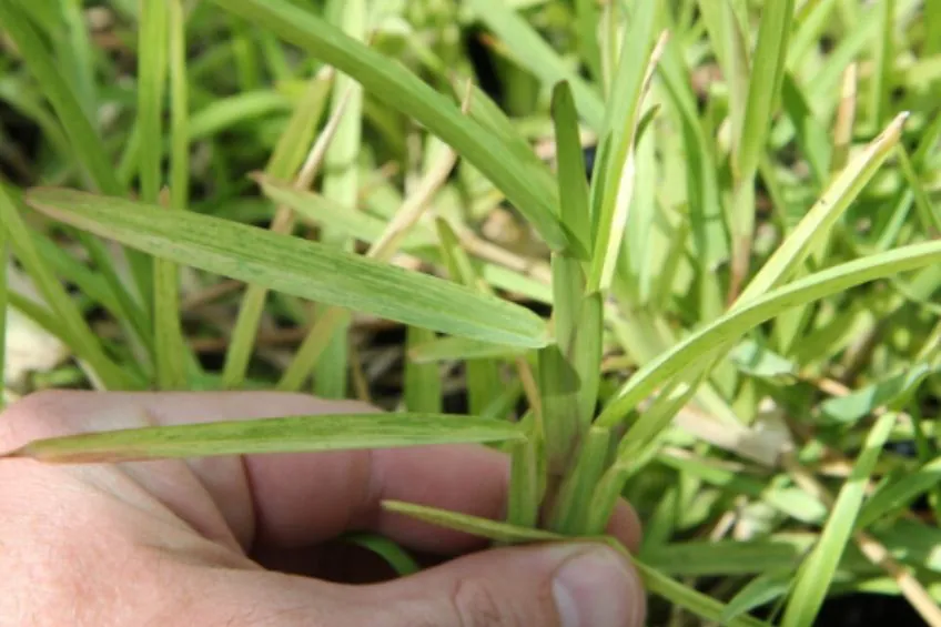 Early stage symptoms of LVN in st augustine grass