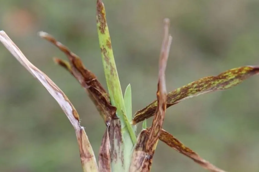 Later-stage symptoms of LVN in st augustine grass
