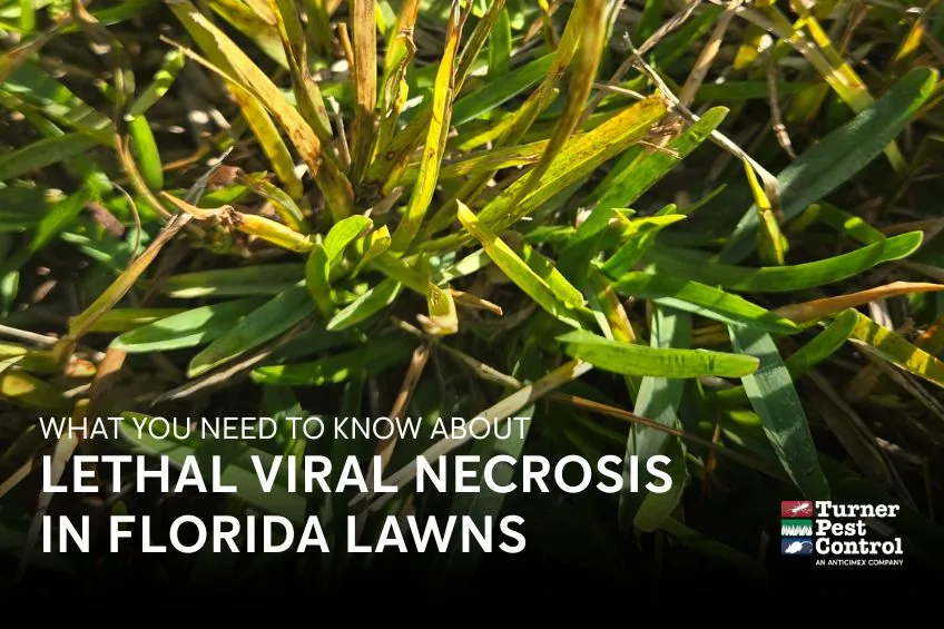 Lethal Viral Necrosis in Florida Lawns