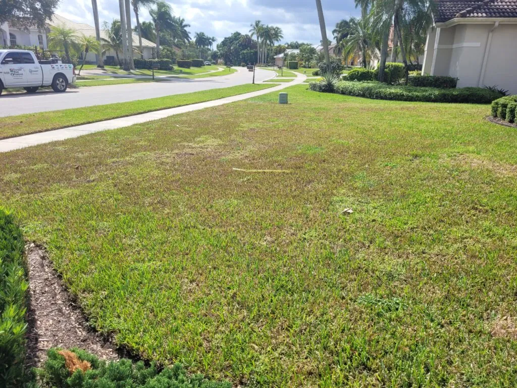 Photograph of a lawn affected by LVN