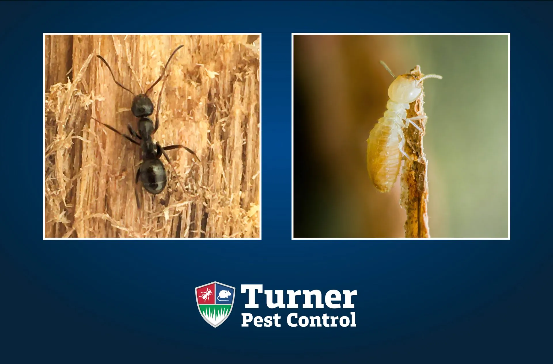 Ants vs. termites comparison blog graphic for Turner Pest Control featuring close-up photography of a black carpenter ant on wood fiber and a pale termite on damaged wood, set against a dark blue background with the Turner Pest Control logo