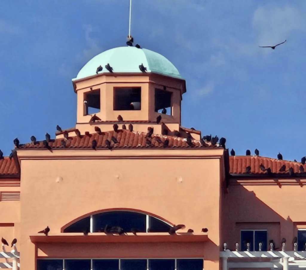 blog-birds