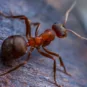 Fire ants can pose a liability for your commercial space.