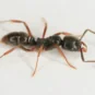 Single Asian Needle Ant crawling