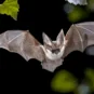 Bat exlusion for commerical properties