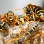 close-up images of wasps
