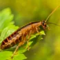 Cockroaches can trigger allergies and asthma.