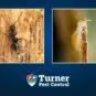 Ants vs. termites comparison blog graphic for Turner Pest Control featuring close-up photography of a black carpenter ant on wood fiber and a pale termite on damaged wood, set against a dark blue background with the Turner Pest Control logo