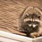 wildlife-removal-in-port-st-lucie-is-essential-after-severe-weather
