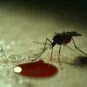 Mosquito and Blood Drop
